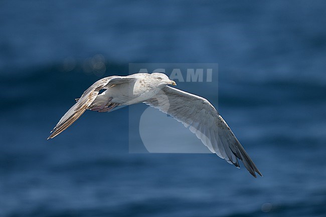 European herring gull (Larus argentatus argenteus), immature flying (3cy), with the sea as background. stock-image by Agami/Sylvain Reyt,