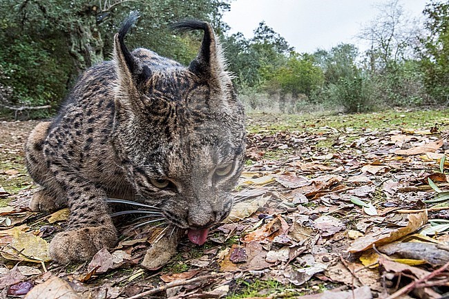 Iberian lynx (Lynx pardinus) in Cordoba, Spain. Licking the ground. Photographed with a camera trap. stock-image by Agami/Oscar Díez,