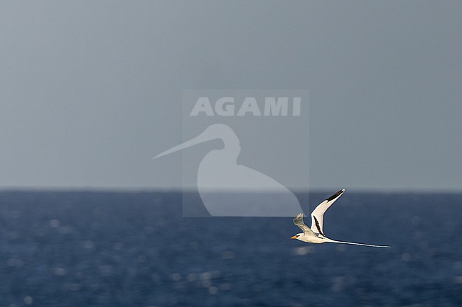 Adult Catesby's White-tailed Tropicbird (Phaethon lepturus catesbyi) in the Dominican Republic. stock-image by Agami/Pete Morris,