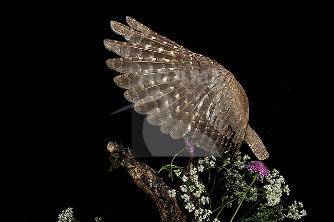 Eurasian Scops Owl (Otus scops scops) during the night in Italy. Landing on a branch. stock-image by Agami/Alain Ghignone,
