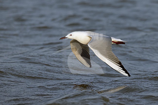 Slender-billed Gull (Chroicocephalus genei) in adult summer plumage. stock-image by Agami/David Monticelli,