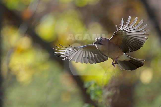 Eurasian Jay (Garrulus glandarius glandarius), in flight against colourful autum coloured background in Finland stock-image by Agami/Kari Eischer,