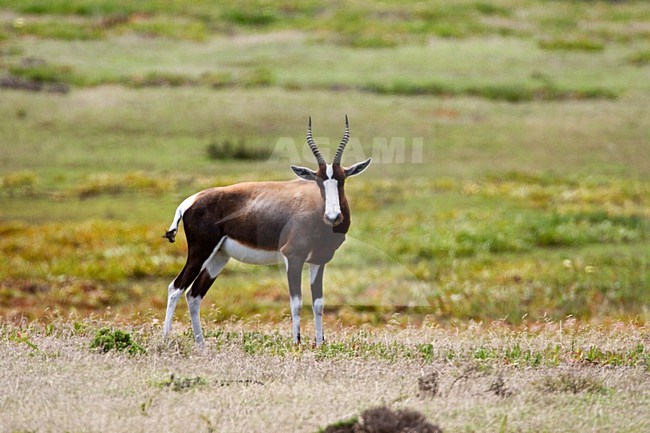 Bontebok; Bontebok stock-image by Agami/Marc Guyt,