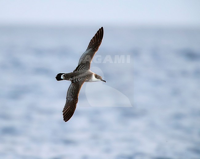 Grote Pijlstormvogel op volle zee op de Azoren; Great Shearwater offshore on the Azores stock-image by Agami/Marc Guyt,