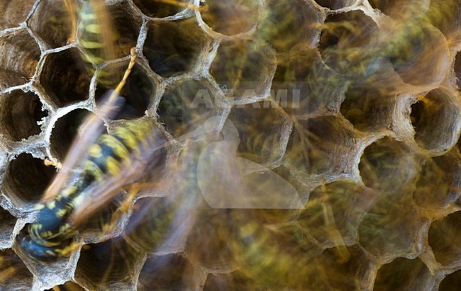 Nest met wespen, Nest with wasps stock-image by Agami/Rob de Jong,