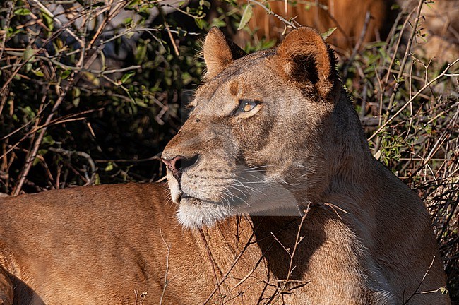 Close up portrait of a lioness, Panthera leo, resting. Chobe National Park, Kasane, Botswana. stock-image by Agami/Sergio Pitamitz,