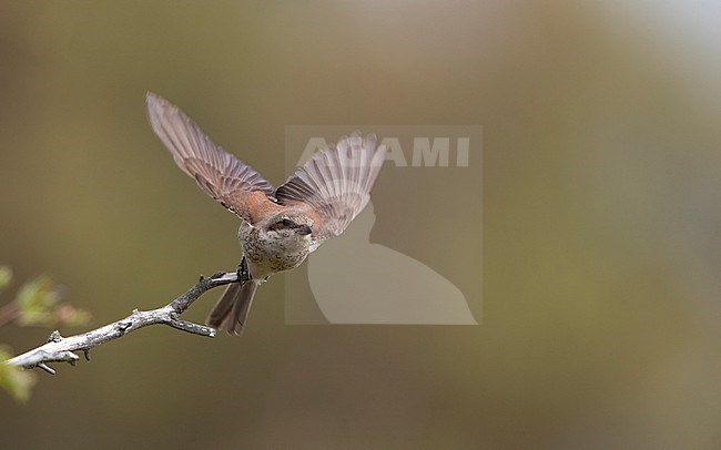 Red-backed Shrike (Lanius collurio) female in flight at Hyllekrog, Denmark stock-image by Agami/Helge Sorensen,