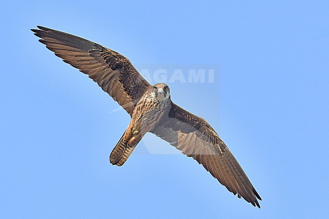 Falco eleonorae, Eleonora's Falcon stock-image by Agami/Eduard Sangster,