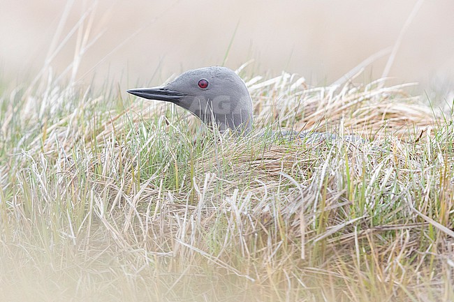 Red-throated Loon (Gavia stellata), adult emerging from the nest, Southern Region, Iceland stock-image by Agami/Saverio Gatto,