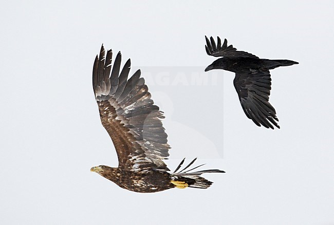 Zeearend onvolwassen vliegend met Raaf; White-tailed Eagle immature flying with Raven stock-image by Agami/Markus Varesvuo,