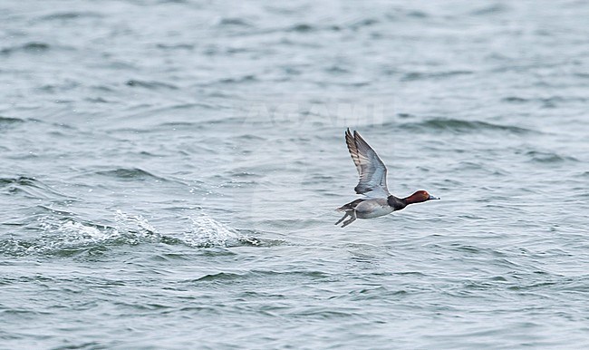 Redhead, Amerikaanse Tafeleend, Aythya americana, France, adult male stock-image by Agami/Ralph Martin,