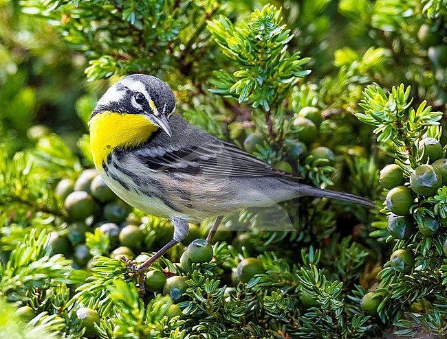 First winter female Yellow-throated Warbler in Lighthouse valley, Corvo, Azores. October 17, 2013. First for WP. stock-image by Agami/Vincent Legrand,