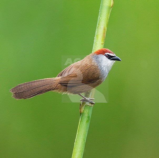 Chestnut-capped Babbler (Timalia pileata) perched in river habitat in southeast China. stock-image by Agami/Marc Guyt,