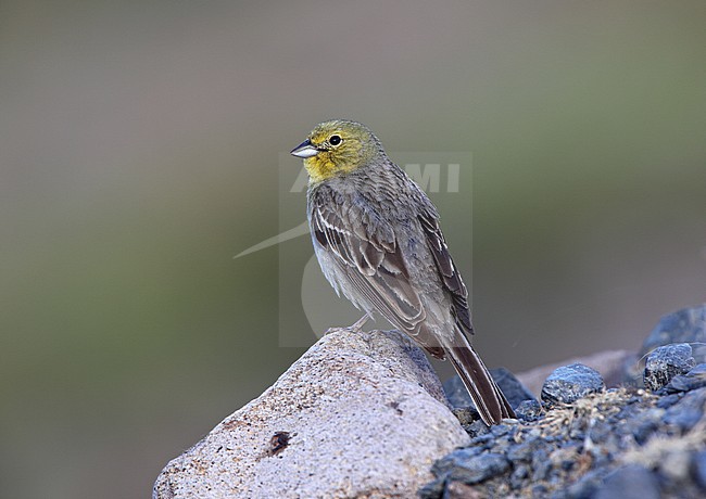 Male Cinereous Bunting (Emberiza cineracea cineracea) perched on a rock against a green natural background. stock-image by Agami/Andy & Gill Swash ,