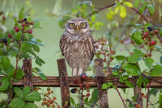 Little Owl (Athene noctua) in Italy. stock-image by Agami/Daniele Occhiato,