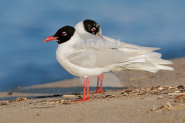 Mediterranean Gull (Ichthyaetus melanocephalus), side view of adults in breeding plumage, Campania, Italy stock-image by Agami/Saverio Gatto,