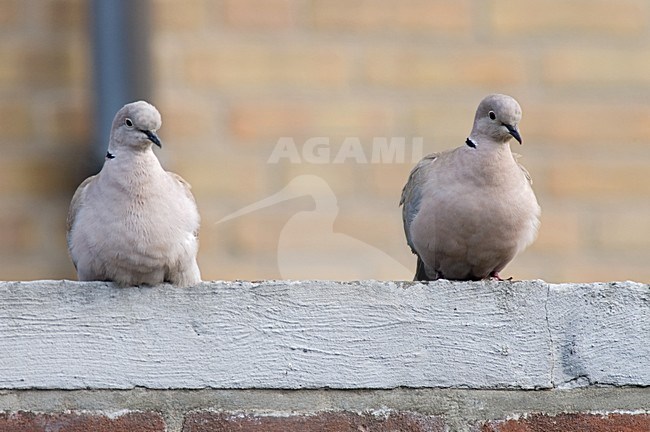 Eurasian Collared Dove pair perched on roof garage; Turkse Tortel paar zittend op dak garage stock-image by Agami/Marc Guyt,