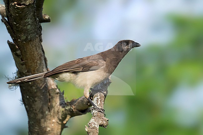 Adult 
Nuevo Leon, Mexico
May 2022 stock-image by Agami/Brian E Small,