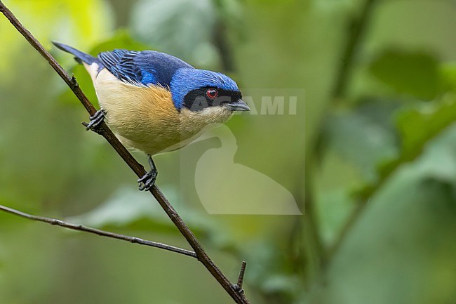 Fawn-breasted Tanager (Pipraeidea melanonota) Perched on a branch in Argentina stock-image by Agami/Dubi Shapiro,