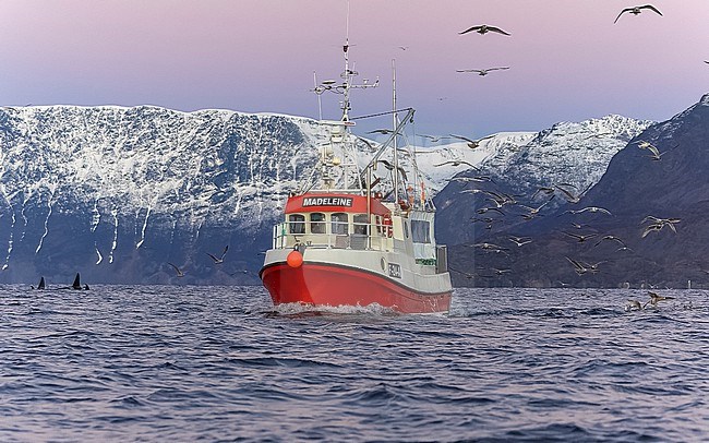 Fishing boat with Killer Whales around Spildra in Skjervøy, Troms og Finnmark, Norway. stock-image by Agami/Vincent Legrand,