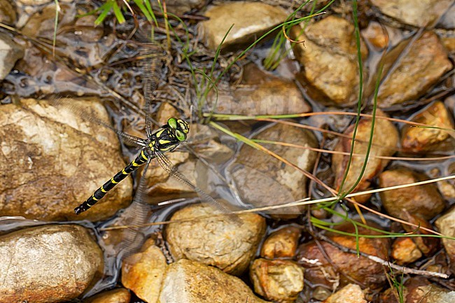 Female golden-ringed dragonfly (cordulegaster boltonii) laying eggs in a small rivulet or runlet close to the spring stock-image by Agami/Mathias Putze,