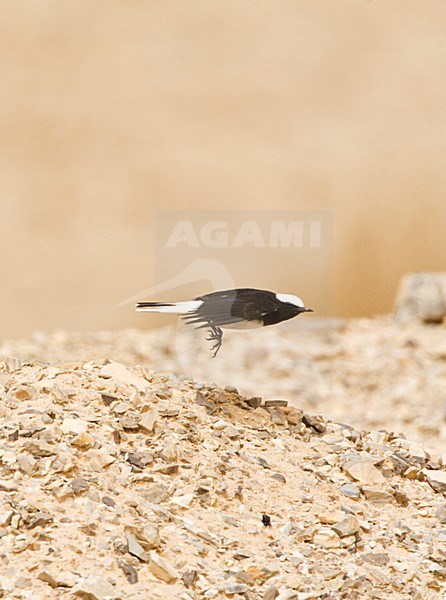 Monnikstapuit, Hooded Wheatear, Oenanthe monacha stock-image by Agami/Marc Guyt,
