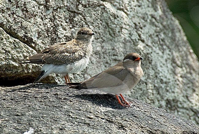 Rock Pratincole perched with young; Rotsvorkstaartplevier staand op rots met jong stock-image by Agami/Roy de Haas,