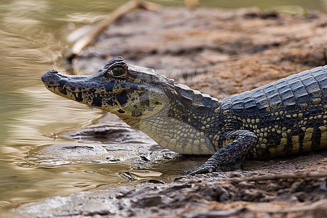 A Yacare caiman, Caiman crocodylus yacare, resting on the riverbank. Mato Grosso Do Sul State, Brazil. stock-image by Agami/Sergio Pitamitz,