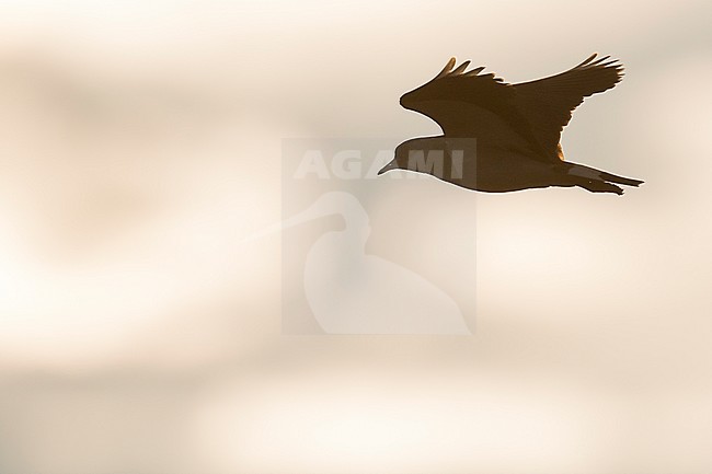 Northern Lapwing - Kiebitz - Vanellus vanellus, Russia (Baikal), adult stock-image by Agami/Ralph Martin,