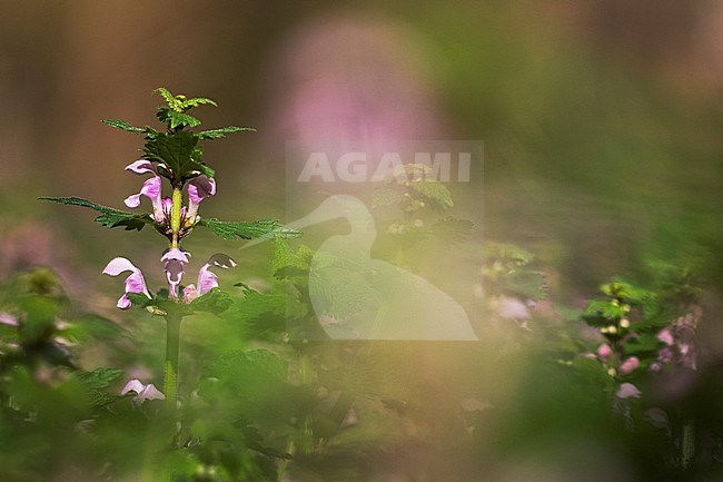 Spotted Deadnettle flowers stock-image by Agami/Wil Leurs,