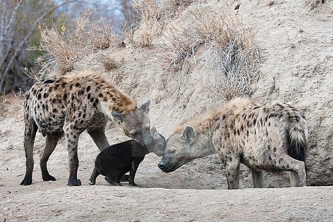 Spotted Hyena (Crocuta crocuta) family with young at Kruger National Park in summer stock-image by Agami/Caroline Piek,