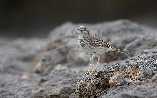Front view of a Berthelot's Pipit (Anthus berthelotii) on a rock.Teneriffe, Canary Islands, Spain stock-image by Agami/Markku Rantala,