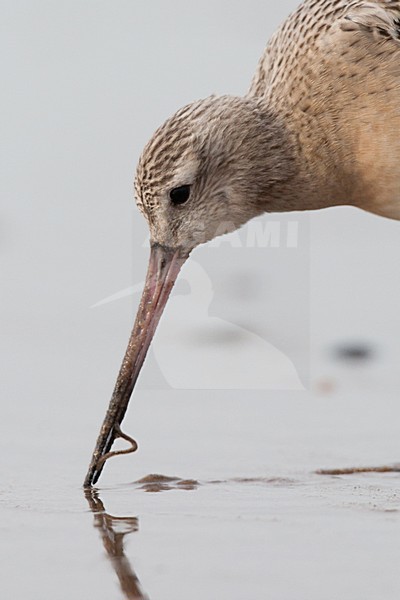 Eerste winter Rosse Grutto foeragerend op het strand; First winter Bar-tailed Godwit foraging on the beach stock-image by Agami/Arnold Meijer,