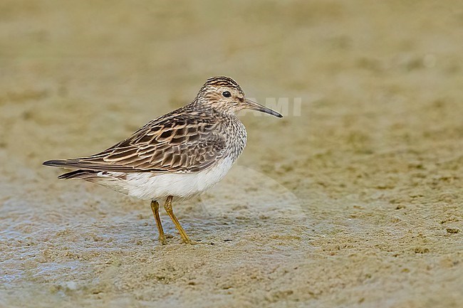 Adult breeding
Galveston Co., TX
May 2023 stock-image by Agami/Brian E Small,