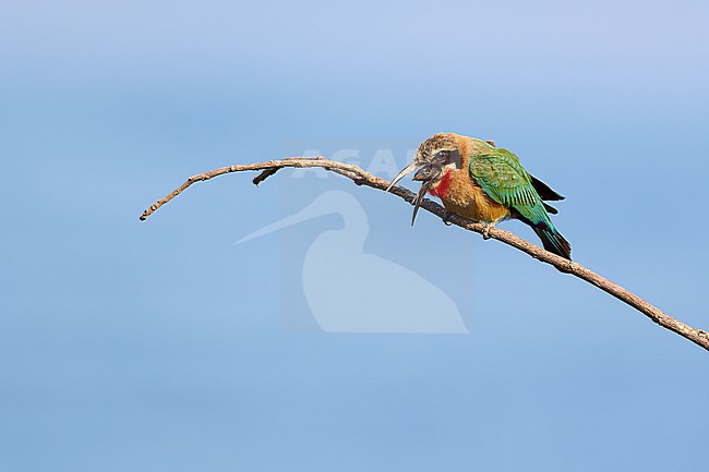 White-fronted Bee-eater (Merops bullockoides) regurgitating a pellet against a blue sky as a background (Series 1, part 3), Zimbabwe stock-image by Agami/Tomas Grim,