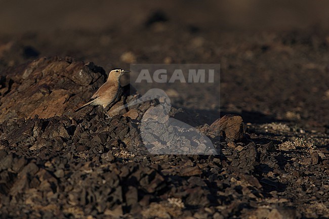 Adult Mongolian Ground-Jay or Henderson's Ground-Jay (Podoces hendersoni) on the rocky ground of the Govi desert stock-image by Agami/Mathias Putze,