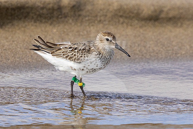 Dunlin (Calidris alpina), ringed juvenile standing in the water, Campania, Italy stock-image by Agami/Saverio Gatto,