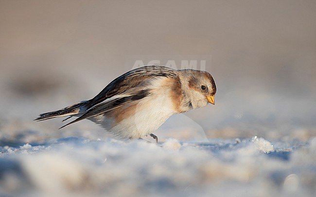 Snow Bunting (Plectrophenax nivalis) single bird in snow at a beach near Esbjerg, Denmark stock-image by Agami/Helge Sorensen,