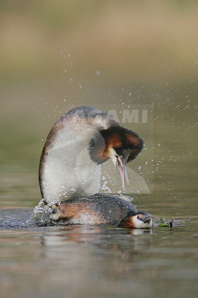 Futen parend; Great Crested Grebes mating stock-image by Agami/Menno van Duijn,