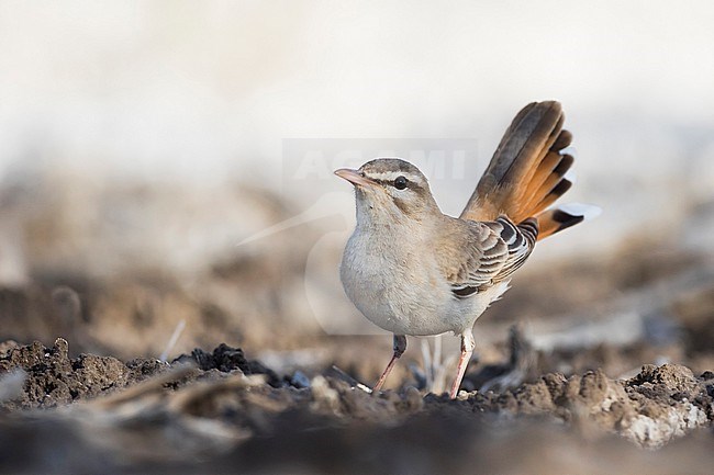 Rufous-tailed Scrub-robin - (Cercotrichas galactotes ssp. familiaris) Tajikistan, adult stock-image by Agami/Ralph Martin,