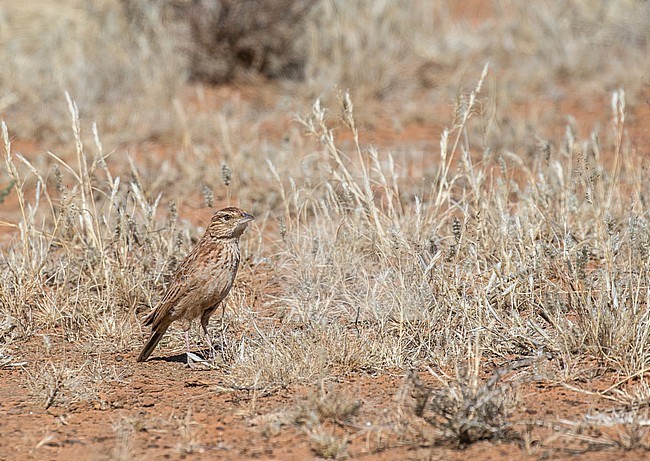 Eastern Clapper Lark (Mirafra fasciolata) in South Africa. stock-image by Agami/Pete Morris,