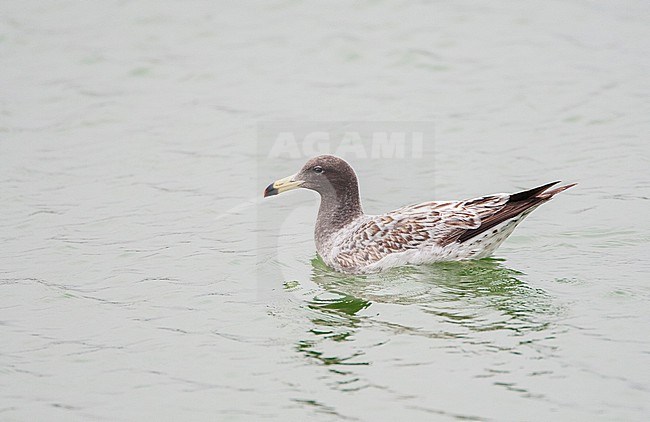 Belcher's Gull (Larus belcheri), also known as the band-tailed gull, at the coast of the Humboldt Current in Lima, Peru. Immature swimming. stock-image by Agami/Marc Guyt,