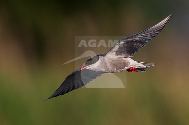 Witwangstern; Whiskered Tern; Chlidonias hybrida stock-image by Agami/Daniele Occhiato,