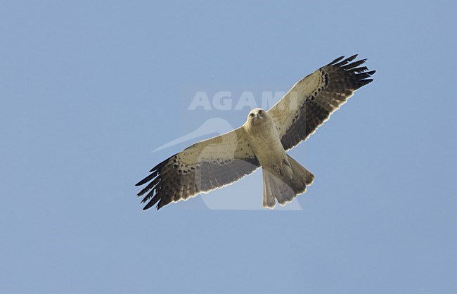 Booted Eagle light morph flying; lichte fase Dwergarend vliegend stock-image by Agami/Daniele Occhiato,