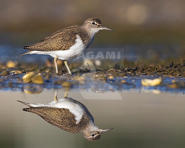 Common Sandpiper (Actitis hypoleucos), side view of an adult standing in the water, Campania, Italy stock-image by Agami/Saverio Gatto,