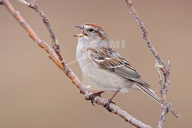 Adult breeding 
Seward Peninsula, AK 
June 2009 stock-image by Agami/Brian E Small,