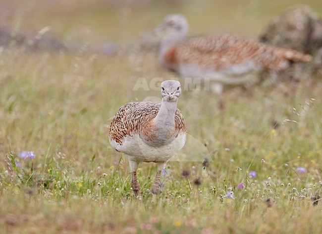 Vrouwtje Grote trap; Female Great Bustard stock-image by Agami/Markus Varesvuo,