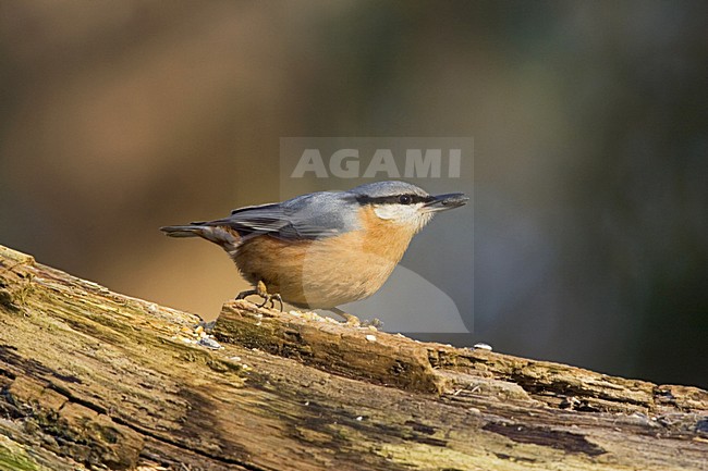 Eurasian Nuthatch; Boomklever stock-image by Agami/Marc Guyt,
