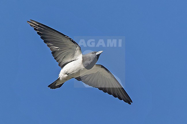Great Woodswallow, Artamus maximus, in Papua New Guinea. stock-image by Agami/Pete Morris,