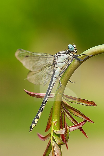 Vrouwtje Tukse rombout, Female Gomphus schneiderii stock-image by Agami/Wil Leurs,